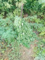 IMG_20250917_070409_178.jpg