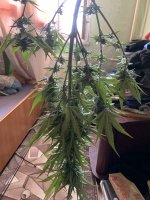 IMG_8121.jpeg