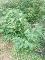 IMG_20250918_063021_485.jpg