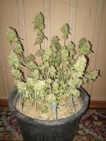 IMG_20240903_044538.jpg