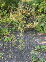 IMG_0589.jpeg