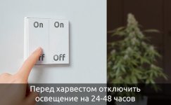 otsutstvie-sveta-v-konce-cveteniya__WpVDRfSNr342gj8X.jpg
