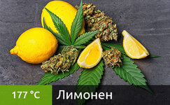 limonen__3YmXOnSrEtjXkgpt.jpg