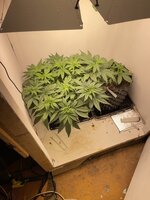 IMG_0640.jpeg