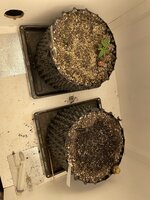 IMG_0450.jpeg
