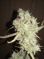 IMG_20241231_110207.jpg