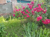 IMG_20230609_181243_868.jpg