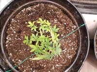 IMG_20250929_185412_318.jpg