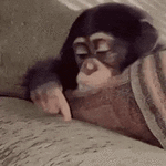 sad-monkey.gif sad-monkey.gif