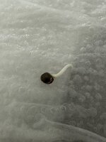 IMG_1854.JPG