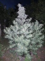 IMG-20251003-WA0000.jpg