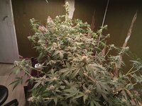 IMG_20251003_205109_831.jpg