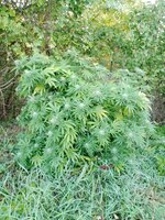 IMG_20251004_075855_287.jpg