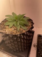 IMG_0494.jpeg