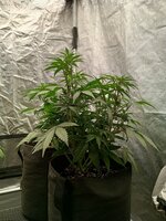 IMG_20251008_111312_609.jpg