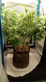 IMG_20251009_093841_687.jpg