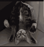 cat-upside-down.gif