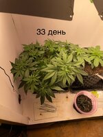 IMG_0621.jpeg
