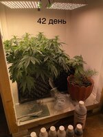 IMG_0723.jpeg