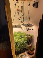 IMG_0784.jpeg