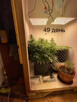 IMG_0817.jpeg