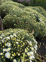 IMG_0877.jpeg