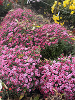 IMG_0879.jpeg