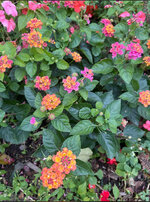 IMG_0882.jpeg