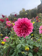 IMG_0886.jpeg