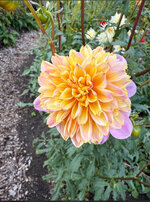 IMG_0890.jpeg