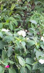 IMG_0875.jpeg