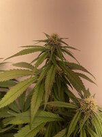 IMG_0862.jpeg