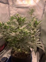 IMG_8875.jpeg