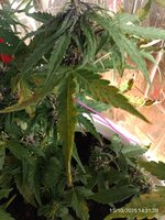 IMG_20251015_143120.jpg