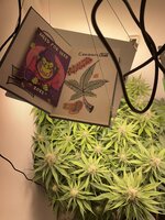IMG_0987.jpeg