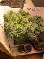IMG_0988.jpeg