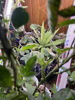 IMG_0990.jpeg