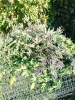 IMG_20251020_130619_126.jpg
