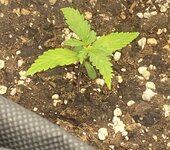 IMG_0654.jpeg