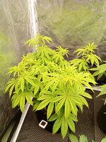 IMG_20251021_091733_993.jpg