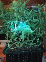 IMG_20251021_222054.jpg