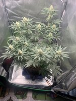 IMG_8965.jpeg