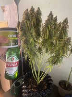IMG_2150.jpeg