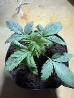 IMG_0451.jpeg