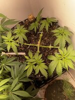 IMG_0805.jpeg