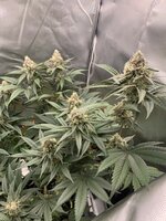 IMG_9032.jpeg