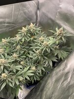 IMG_9031.jpeg