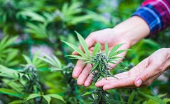 Zachem-zanimatsya-selekciej-kannabisa__Q0mSvvPEWSqIJFth.jpg