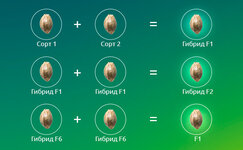 Gibridy-F1__jYxQkvK28TFfnoDD.jpg