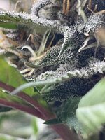 IMG_1321.jpeg
